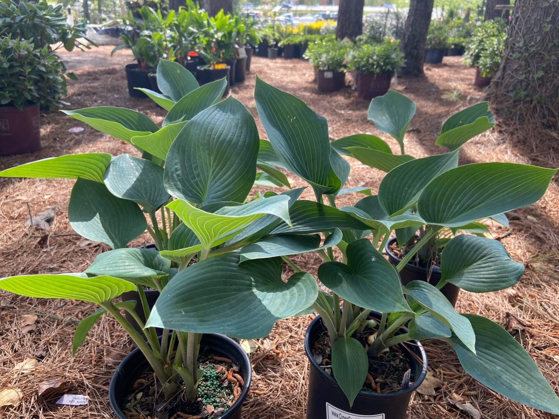 Blue-green leaves