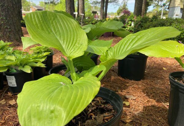 Chartreuse leaf color