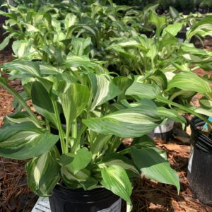 Variegated leaves, purple blooms