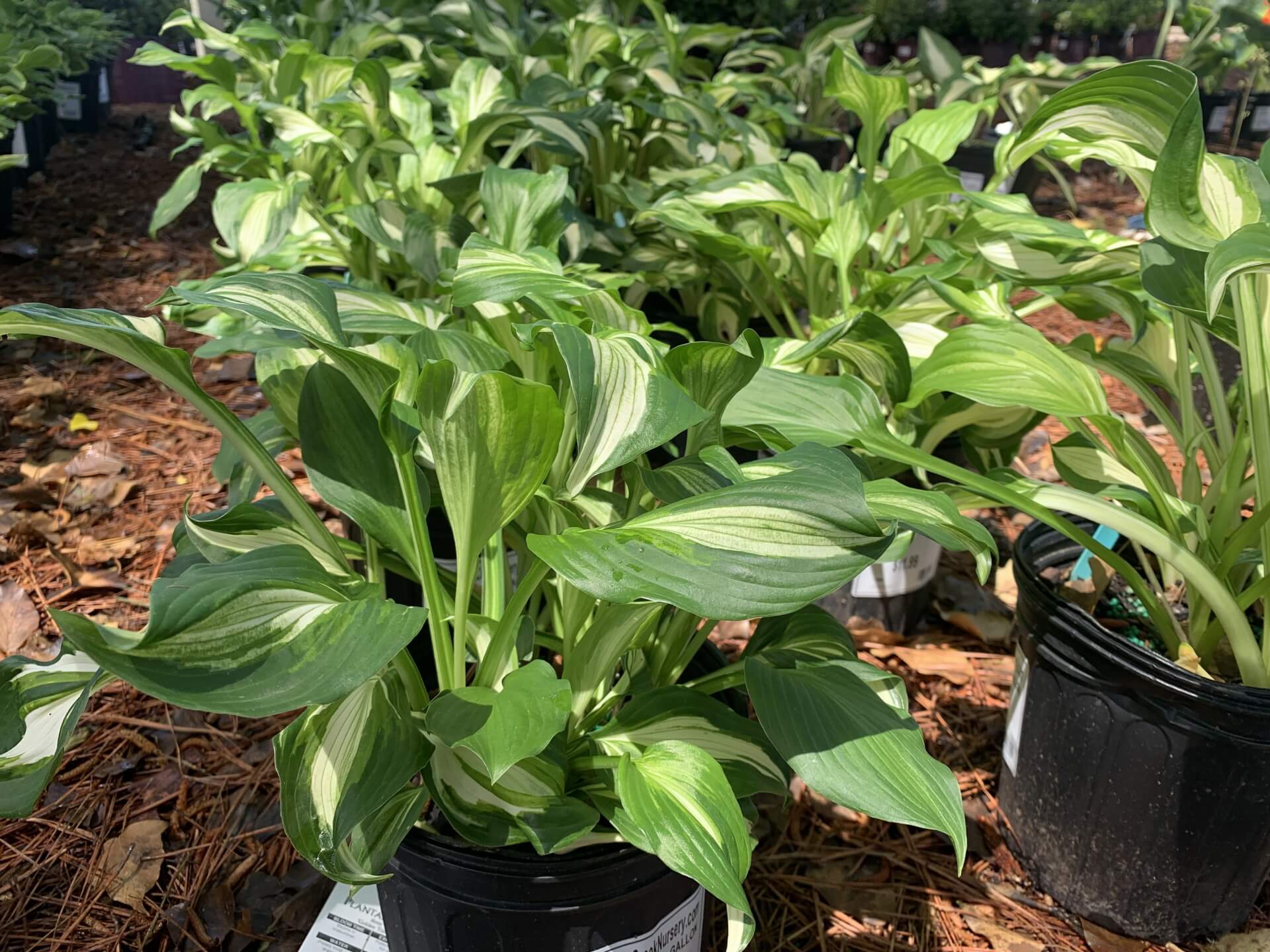 Variegated leaves, purple blooms