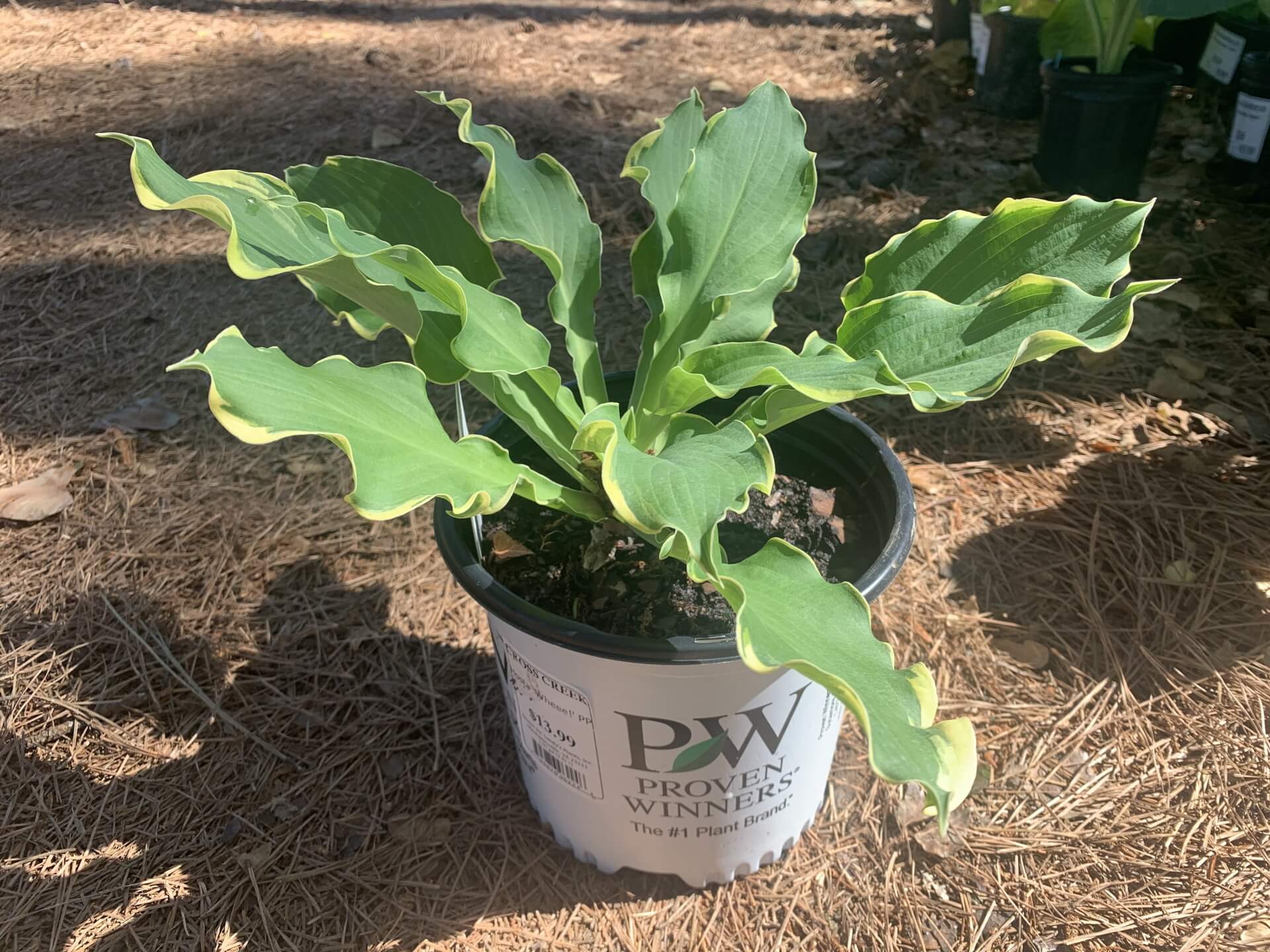 Ruffled variegated leaves