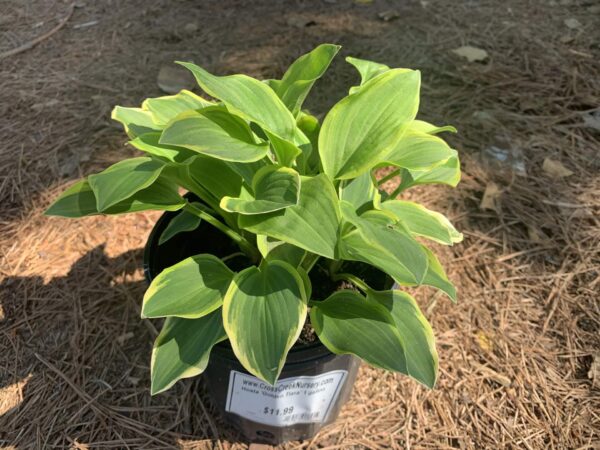 Variegated green, cream leaves