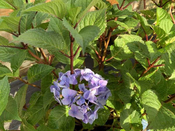 Flower heads on red-purple stems