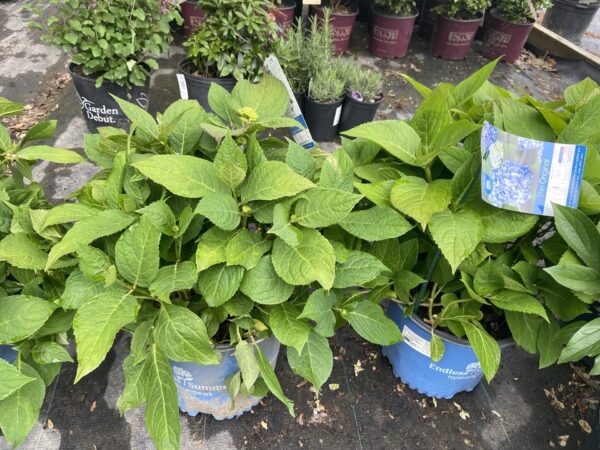 large, mop head flowers