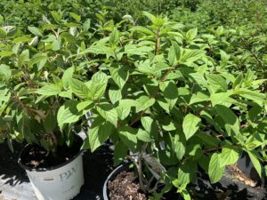 Hydrangea Fire Light 3G