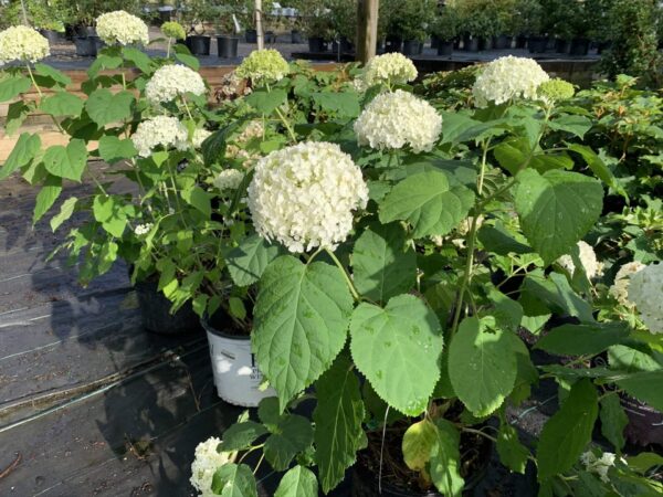 Massive blush pink blooms