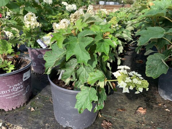 Large white blooms