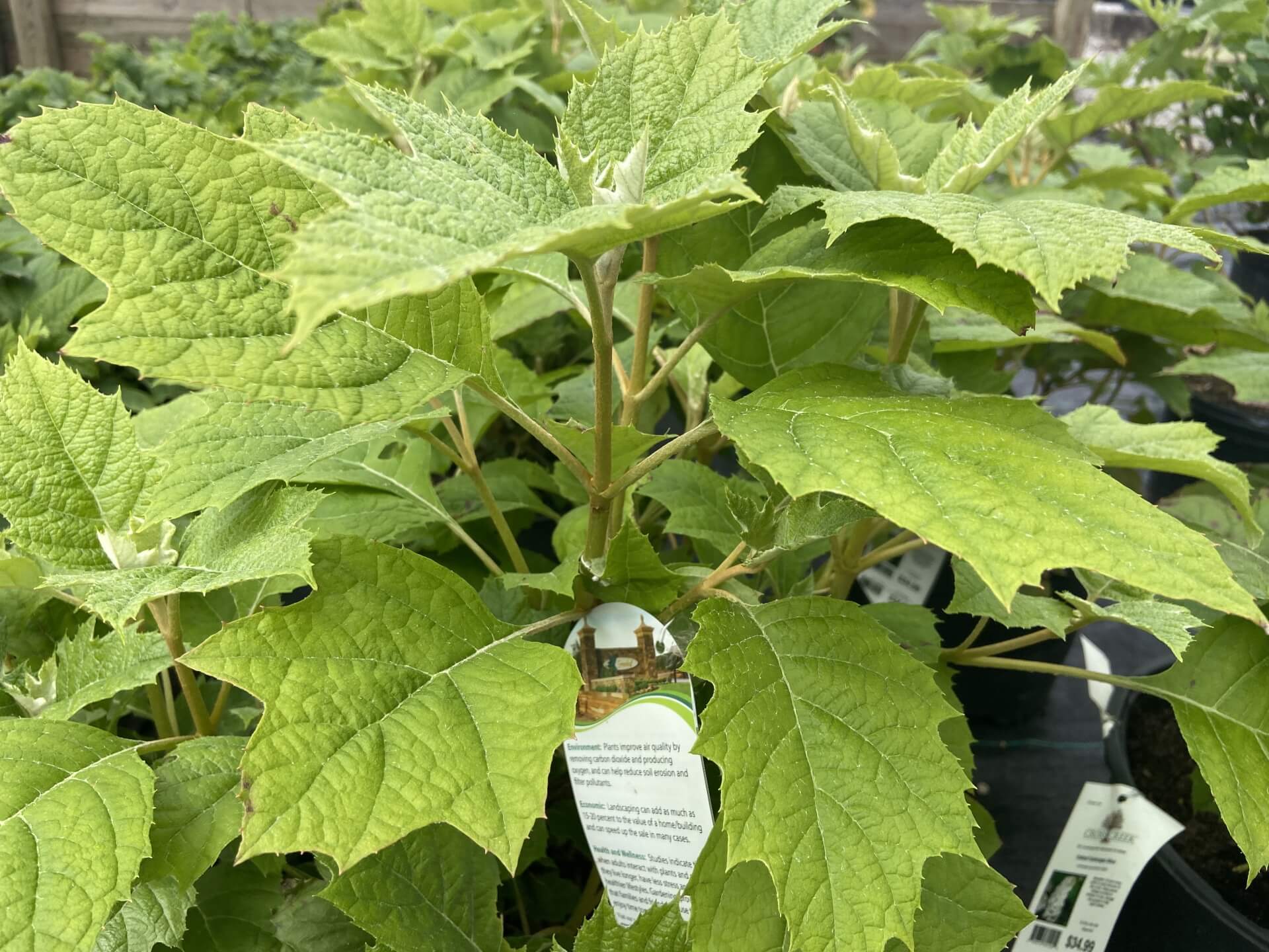 Hydrangea Tiny Tuff Stuff 3G • Cross Creek Nursery and Landscape