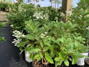 Hydrangea Quick Fire 3G