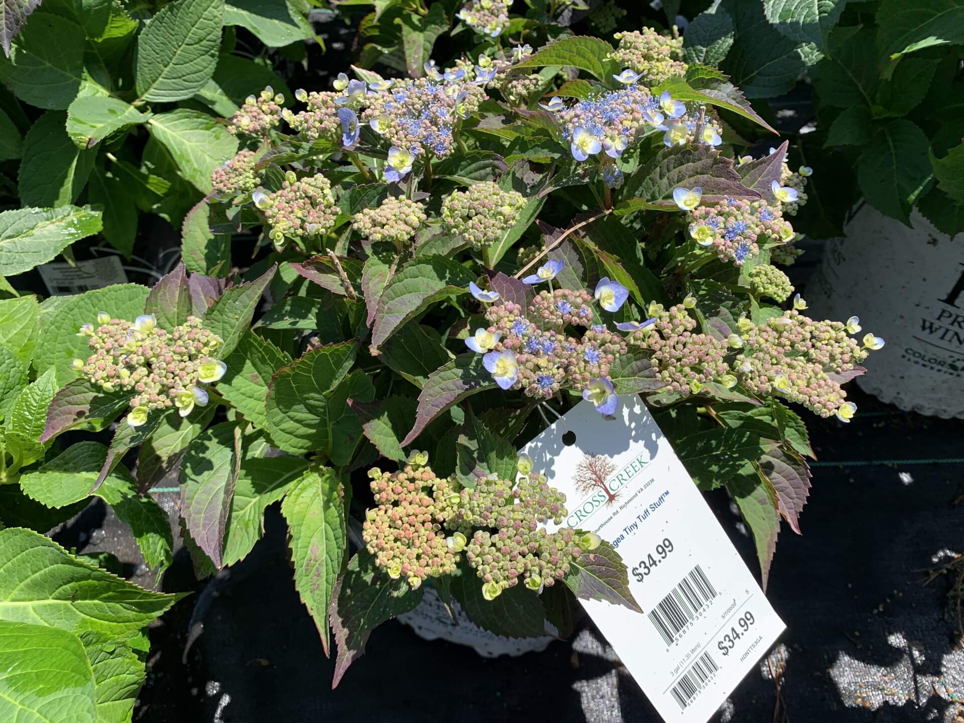 Hydrangea Tiny Tuff Stuff 3G • Cross Creek Nursery and Landscape