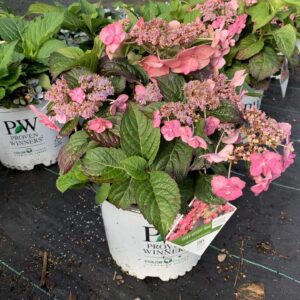 Deep green foliage, reddish pink flowers