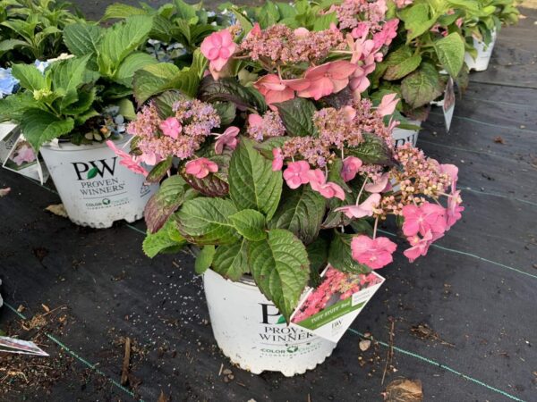 Deep green foliage, reddish pink flowers