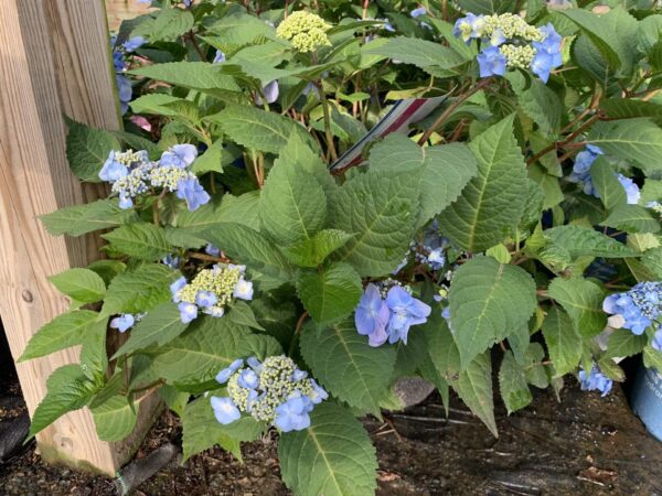 Reblooming with lace-cap blooms.