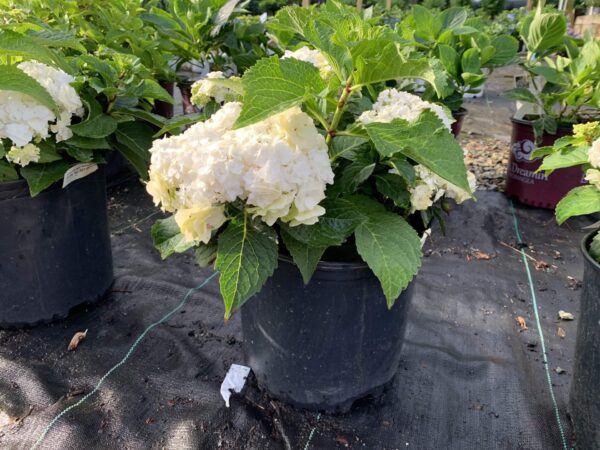 Double white lace cap flowers