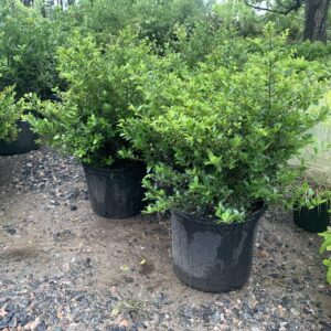 Evergreen shrub