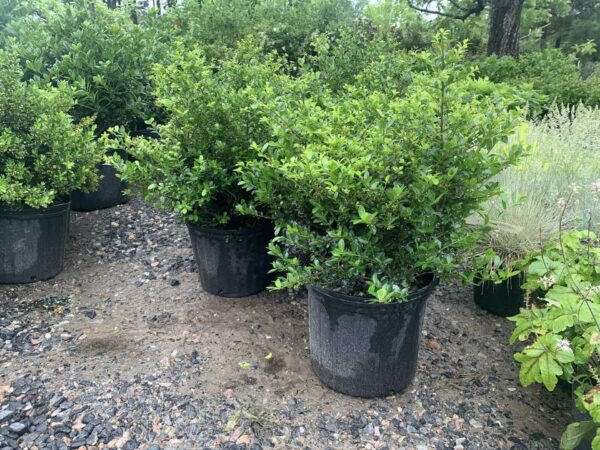 Evergreen shrub