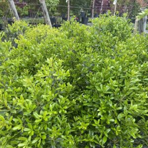 Dark green foliage, red berries