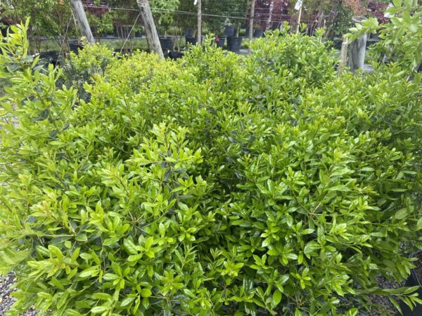 Dark green foliage, red berries