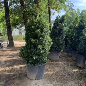 Dense pyramidal evergreen.