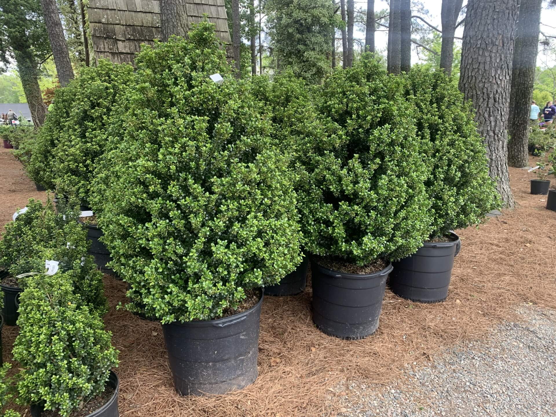 dark-green, lush foliage