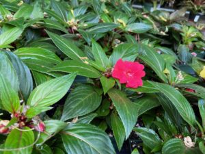 Impatiens New Guinea 4"
