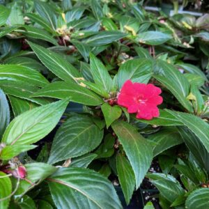 Impatiens New Guinea 4"