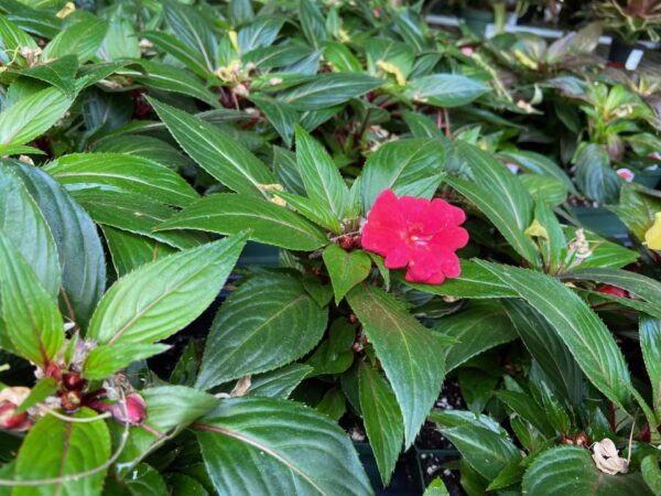 Impatiens New Guinea 4"