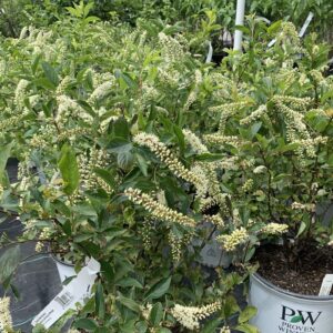 clusters of white fragrant flowers