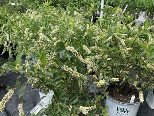 clusters of white fragrant flowers