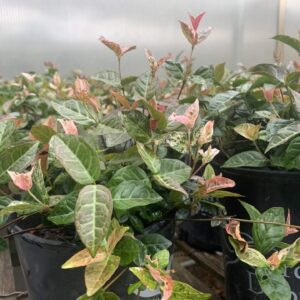 pink and white new leaves