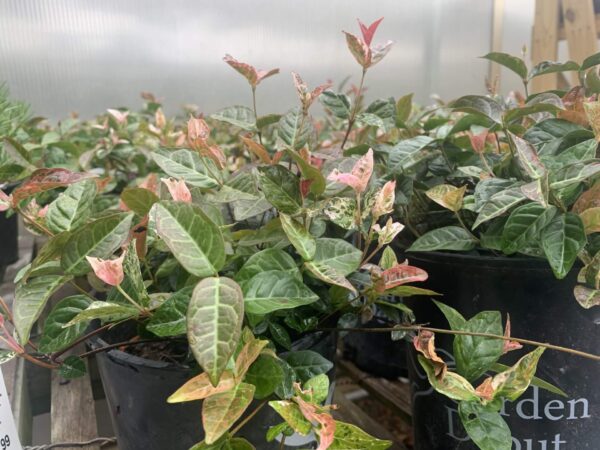 pink and white new leaves