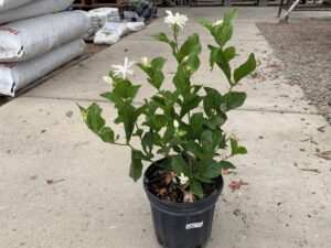 Jasmine Sambac 6"