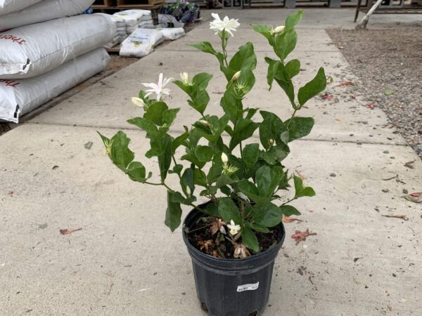 white fragrant flowers