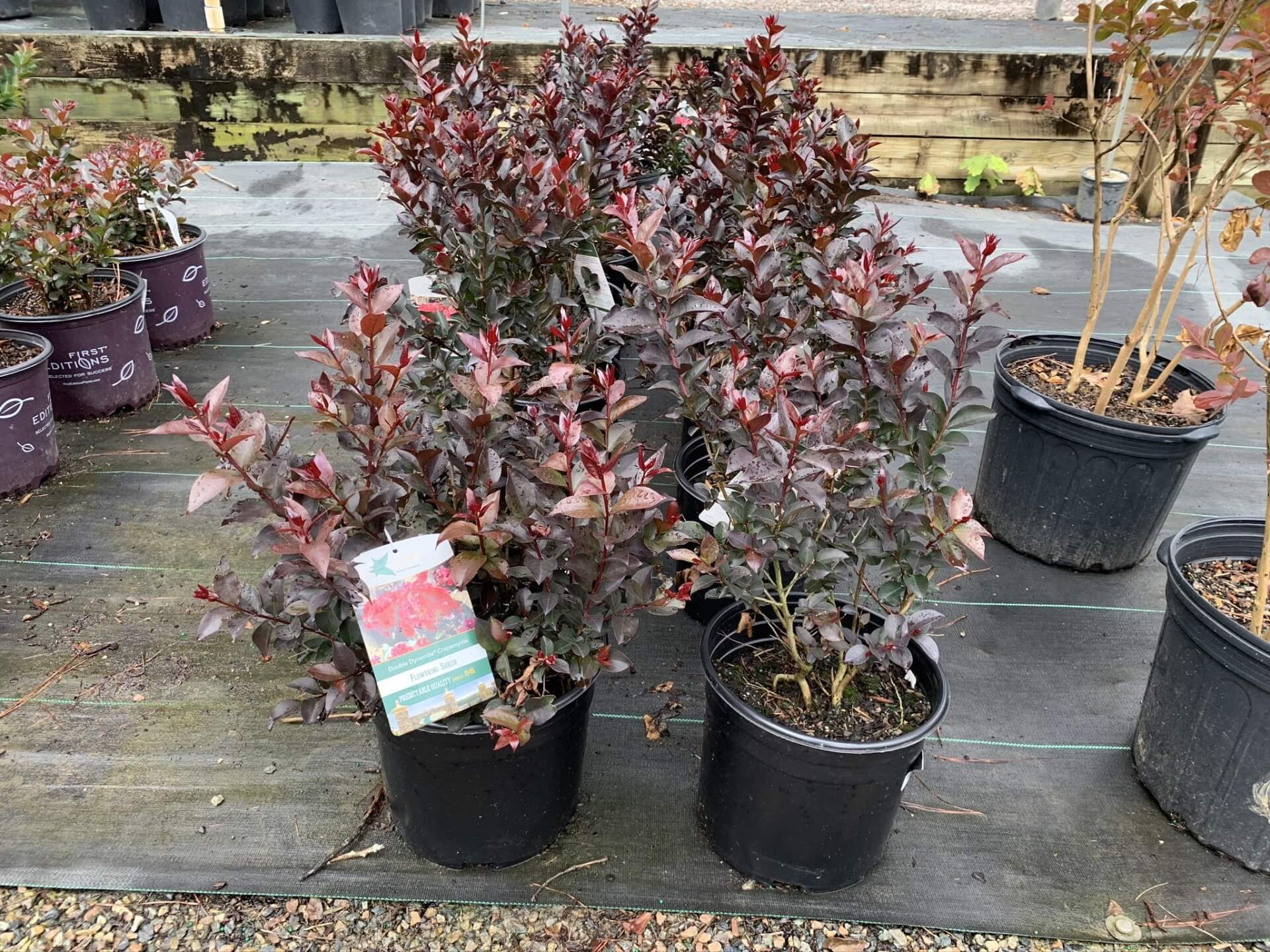 Deep cherry red flower clusters