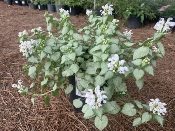 Silvery-white leaves, green edge