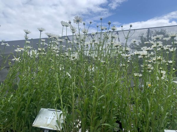 Large white flowers with yellow centers.