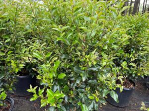 Ligustrum Recurve 7G