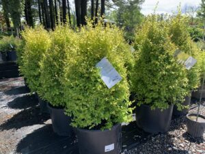 Ligustrum Sunshine 7G