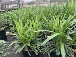 Liriope 'Monroe White' 1G