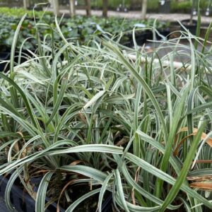 Dark green, silver stripe leaves