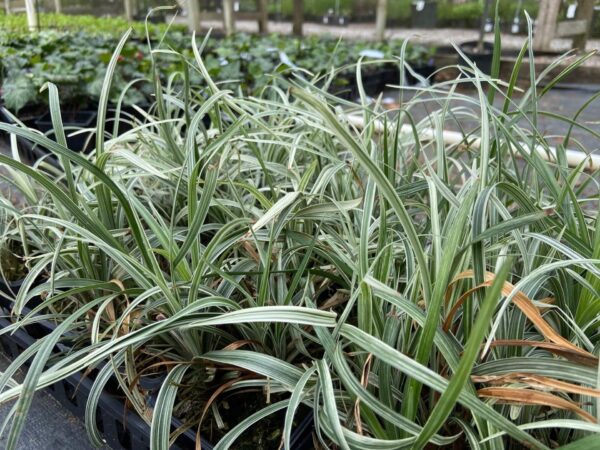 Dark green, silver stripe leaves