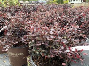 Loropetalum Purple Daydream 3G