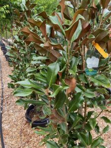 Magnolia Bracken's Brown 15G