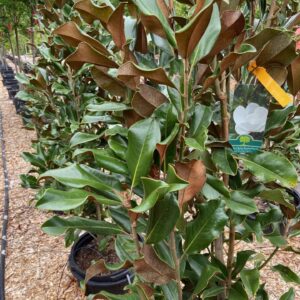 Glossy green leaves, rusty underside