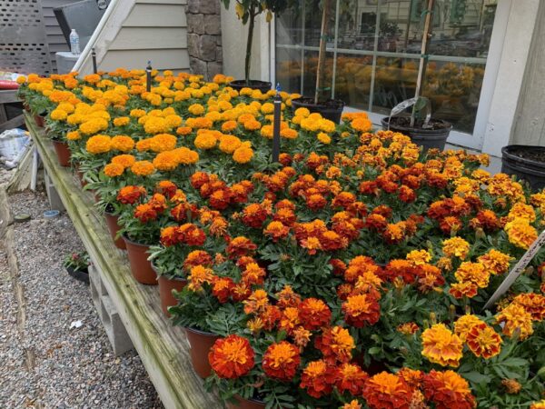 Marigold 6"