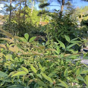 Bright green foliage