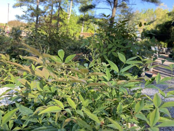 Bright green foliage