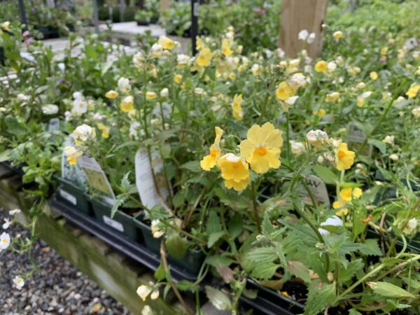 Nemesia 6"