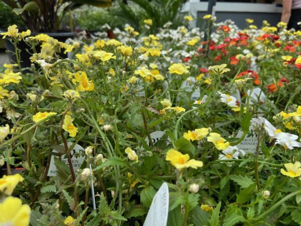 Nemesia 6" - Image 4