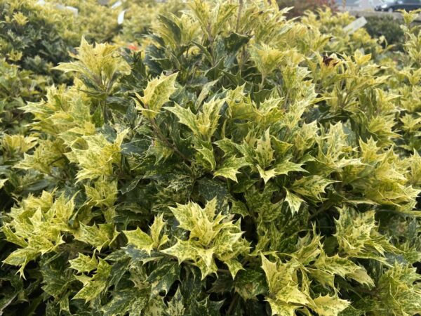 Green leaves w/white, light green